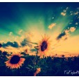 My Photography Of Beautiful Sunflowers in the sunlight